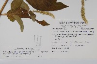 紫莖牛膝、台灣牛膝藏品圖，第2張