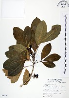 假三腳虌藏品圖，第1張