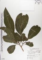 青脆枝藏品圖，第1張