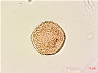 青脆枝藏品圖，第2張