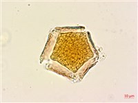 青脆枝藏品圖，第3張