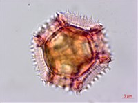 鵝仔草藏品圖，第1張