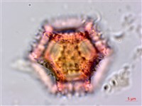 鵝仔草藏品圖，第2張