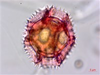 鵝仔草藏品圖，第3張