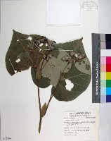 黃槿藏品圖，第1張