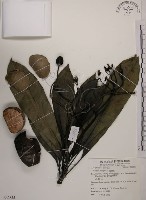 海檬果藏品圖，第1張