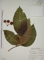 幹花榕藏品圖，第1張