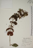 朝鮮紫珠、蘭嶼女兒茶藏品圖，第1張