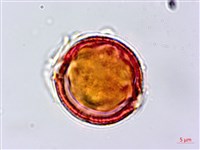 假鐵莧藏品圖，第2張