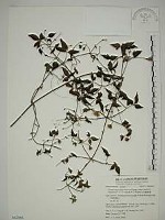 巴氏鐵線蓮藏品圖，第1張