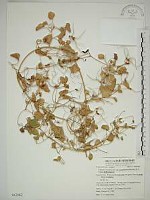 鵝鑾鼻鐵線蓮藏品圖，第1張