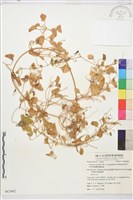 鵝鑾鼻鐵線蓮藏品圖，第2張