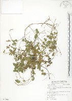 小葉括根藏品圖，第1張