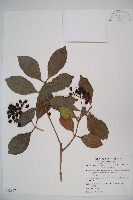 珊瑚樹藏品圖，第1張