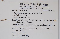 臺灣牛皮消、臺灣白薇藏品圖，第2張