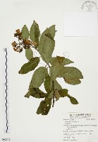 毛玉葉金花藏品圖，第1張