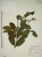 猿尾藤藏品圖，第1張