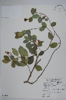 細梗絡石藏品圖，第1張