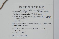 細梗絡石藏品圖，第2張