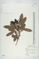 虎皮楠藏品圖，第1張