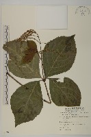 臺灣及己藏品圖，第1張