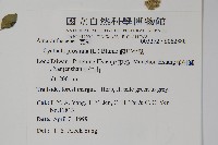 假川牛膝藏品圖，第2張