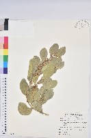 白樹仔藏品圖，第7張