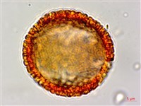 白樹仔藏品圖，第1張