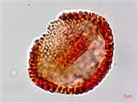 白樹仔藏品圖，第2張