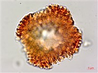 白樹仔藏品圖，第3張