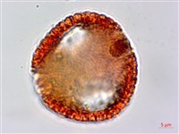 白樹仔藏品圖，第4張