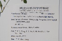 柳葉鱗球花藏品圖，第2張