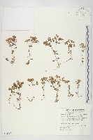 星果佛甲草藏品圖，第1張