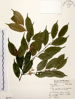 墨點櫻桃、黑星櫻藏品圖，第1張