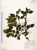 烏皮九芎、奮起湖野茉莉藏品圖，第1張