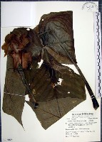 申跋、油跋、小天南星藏品圖，第1張