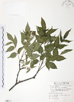 野鴉椿藏品圖，第1張