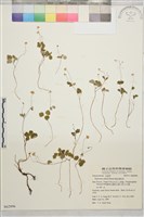 傅氏唐松草藏品圖，第1張