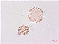 煙草藏品圖，第1張