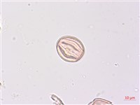 煙草藏品圖，第2張