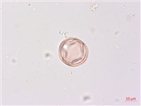 煙草藏品圖，第3張