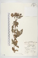 台灣澤蘭藏品圖，第1張