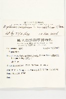 台灣澤蘭藏品圖，第2張