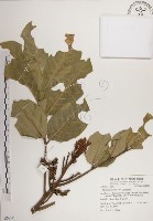 大葉樹蘭藏品圖，第1張