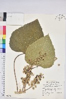 蟲屎藏品圖，第1張