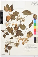 串鼻龍藏品圖，第1張