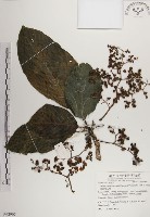 紅頭咬人狗藏品圖，第1張