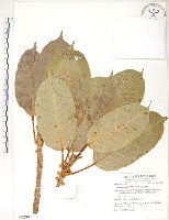 大葉雀榕、大葉赤榕藏品圖，第1張