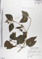 雙花蟛蜞菊藏品圖，第1張