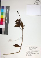 苦林盤藏品圖，第1張